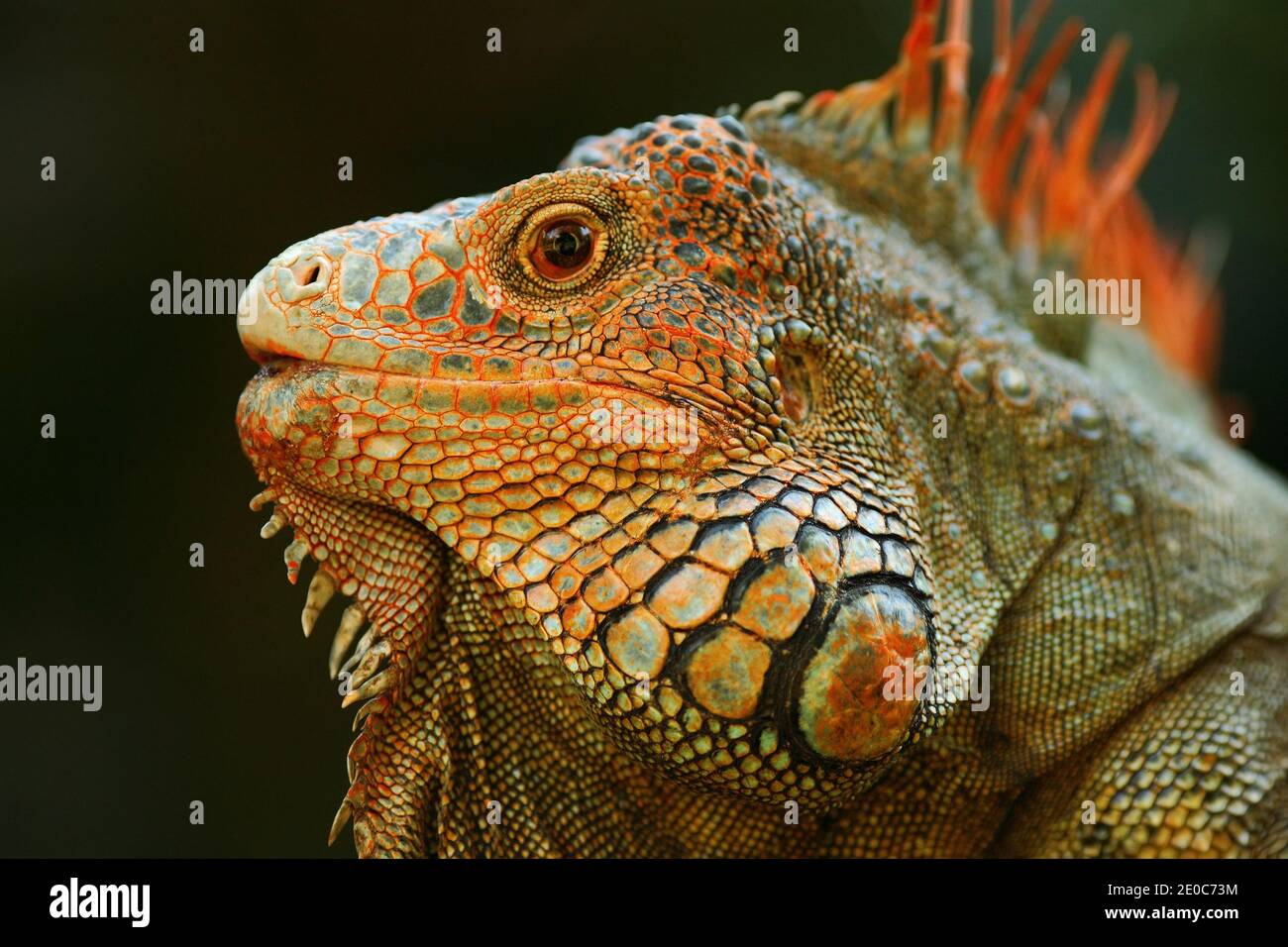 Portrait of orange iguana in the dark green forest, Costa Rica. Wildlife scene from nature. Close-up face portrait of lizard from South America. Stock Photo