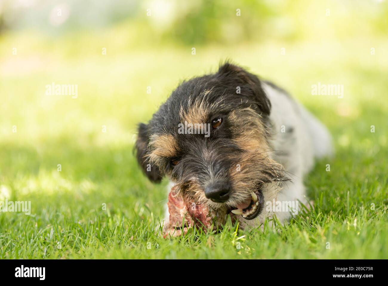 small cute Jack Russell Terrier dog eats a bone with meat and chews
