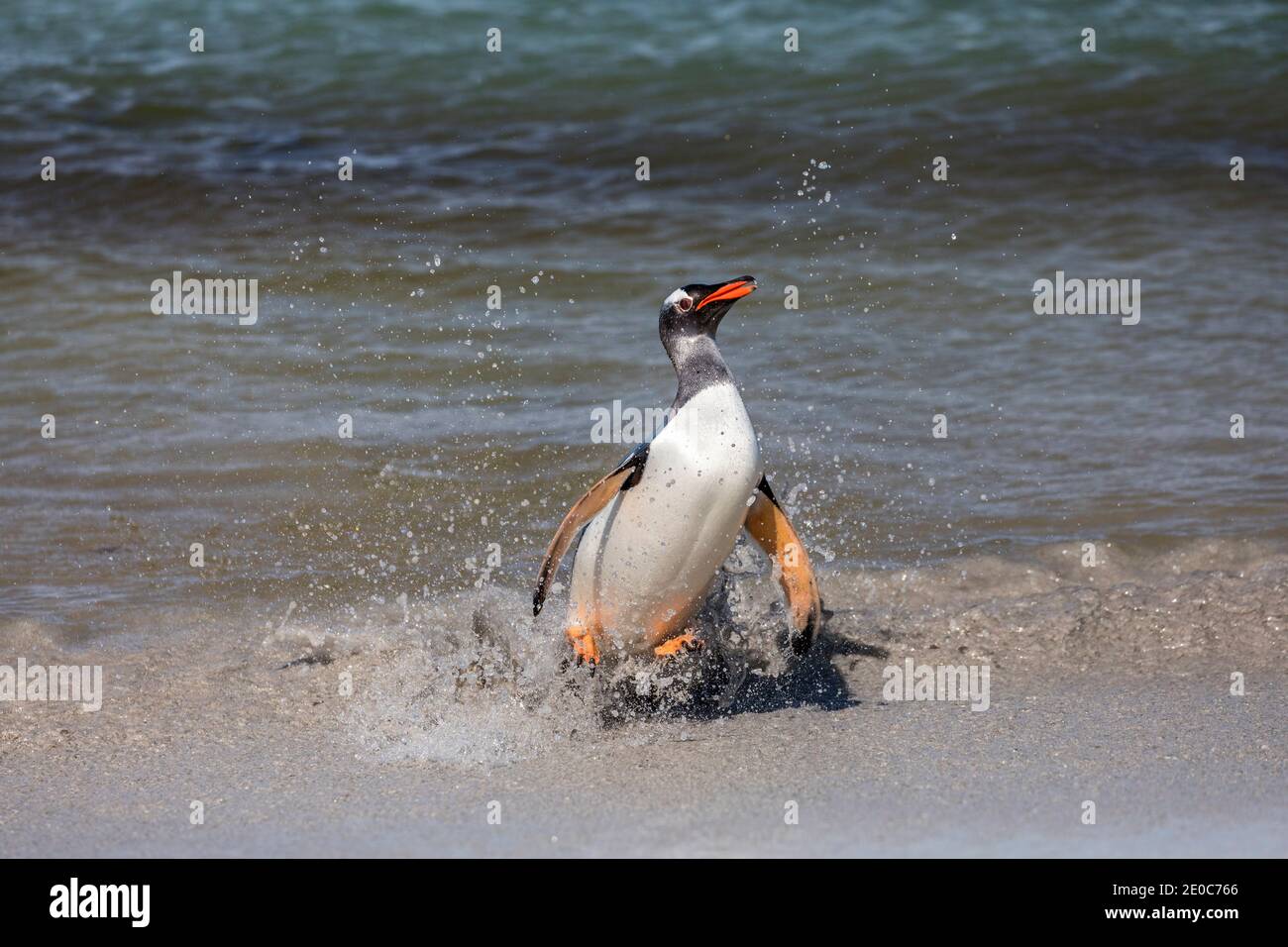 Gentoo Penguin; Pygoscelis papua; in Surf; Falkland; Stock Photo