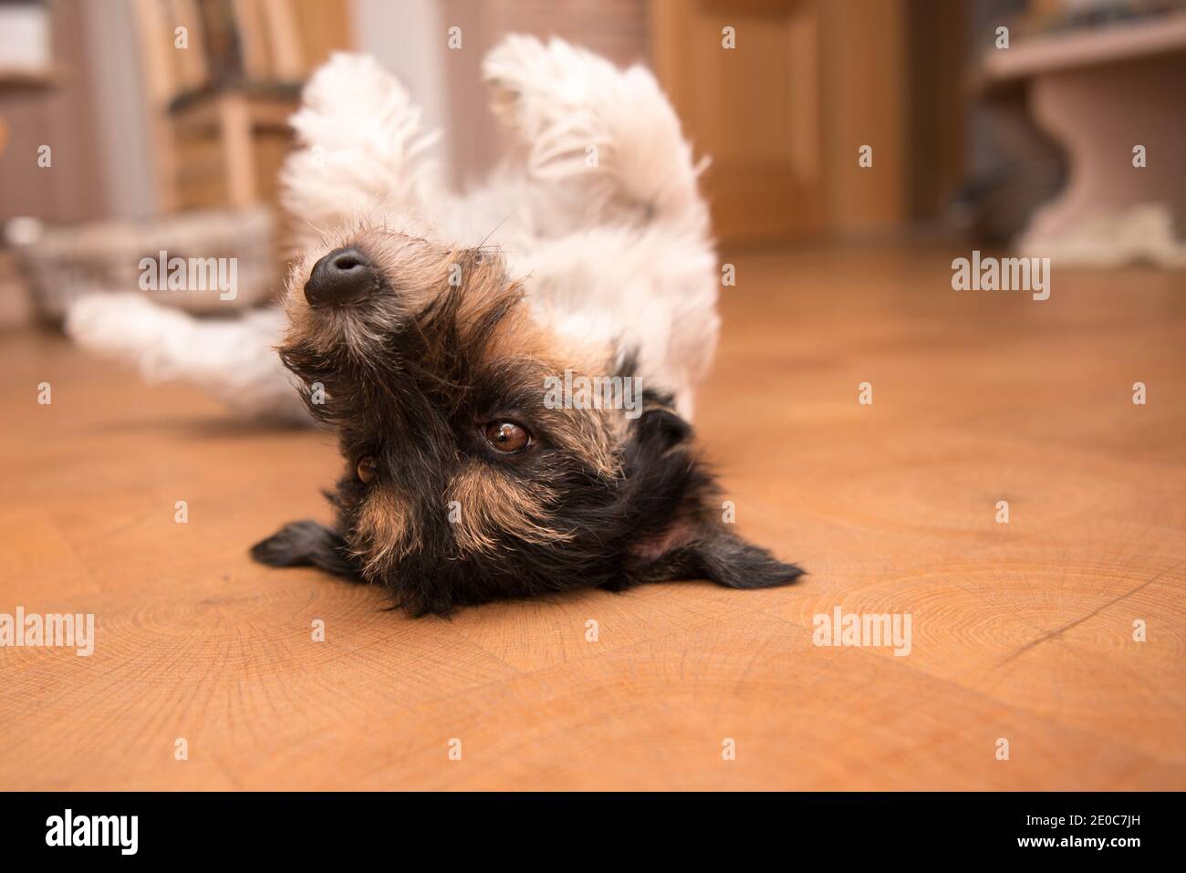 Dog laying upside down on back. Naughty Jack Russell Terrier hound Stock Photo