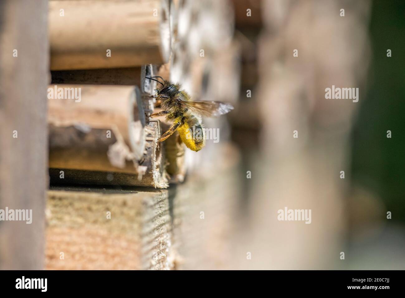 Red Mason Bee; Osmia bicornis; At Bamboo Nest Chamber; UK Stock Photo