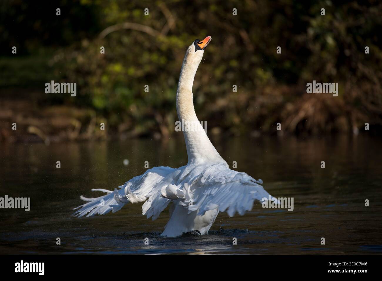 Mute Swan; Cygnus olor; Wing Stretching; UK Stock Photo
