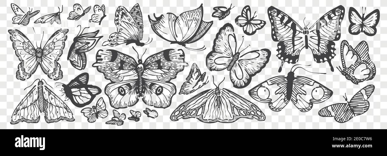 Hand drawn butterflies doodle set. Collection of pencil chalk drawing