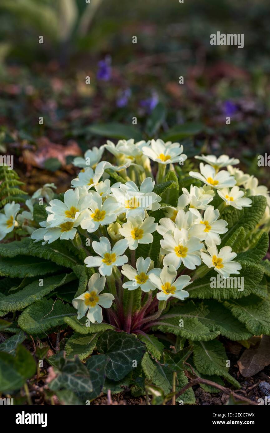 Primrose; Primula vulgaris; Flowers; UK Stock Photo