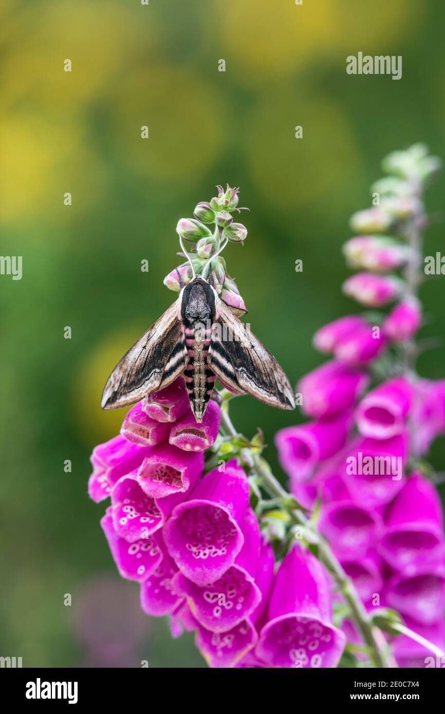 Privet Hawk-Moth; Sphinx ligustri; on Foxglove; UK Stock Photo