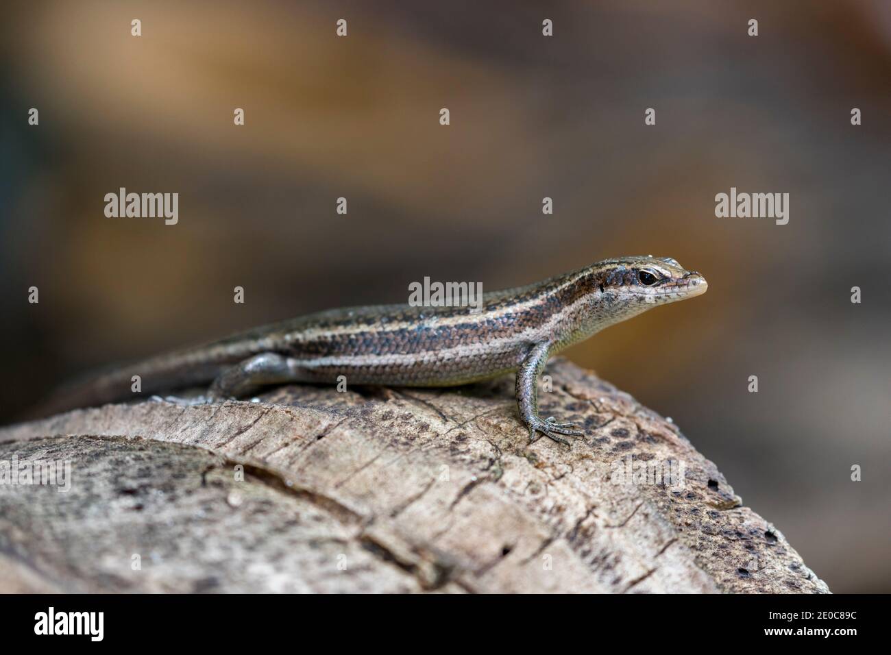 Seychelles skink; Trachylepis seychellensis; Seychelles; Stock Photo