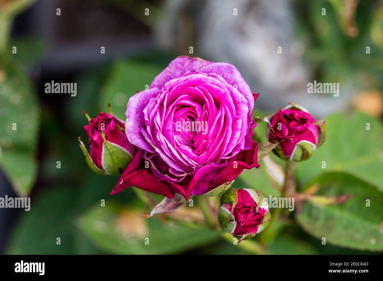 'Heidi Klum' Floribunda Rose, Floribundaros (Rosa) Stock Photo