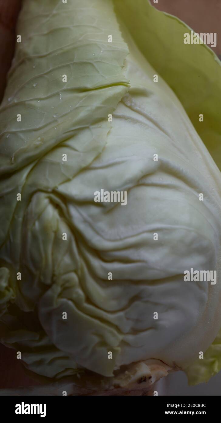 Close up of green pointed cabbage, food ingredient portrait Stock Photo