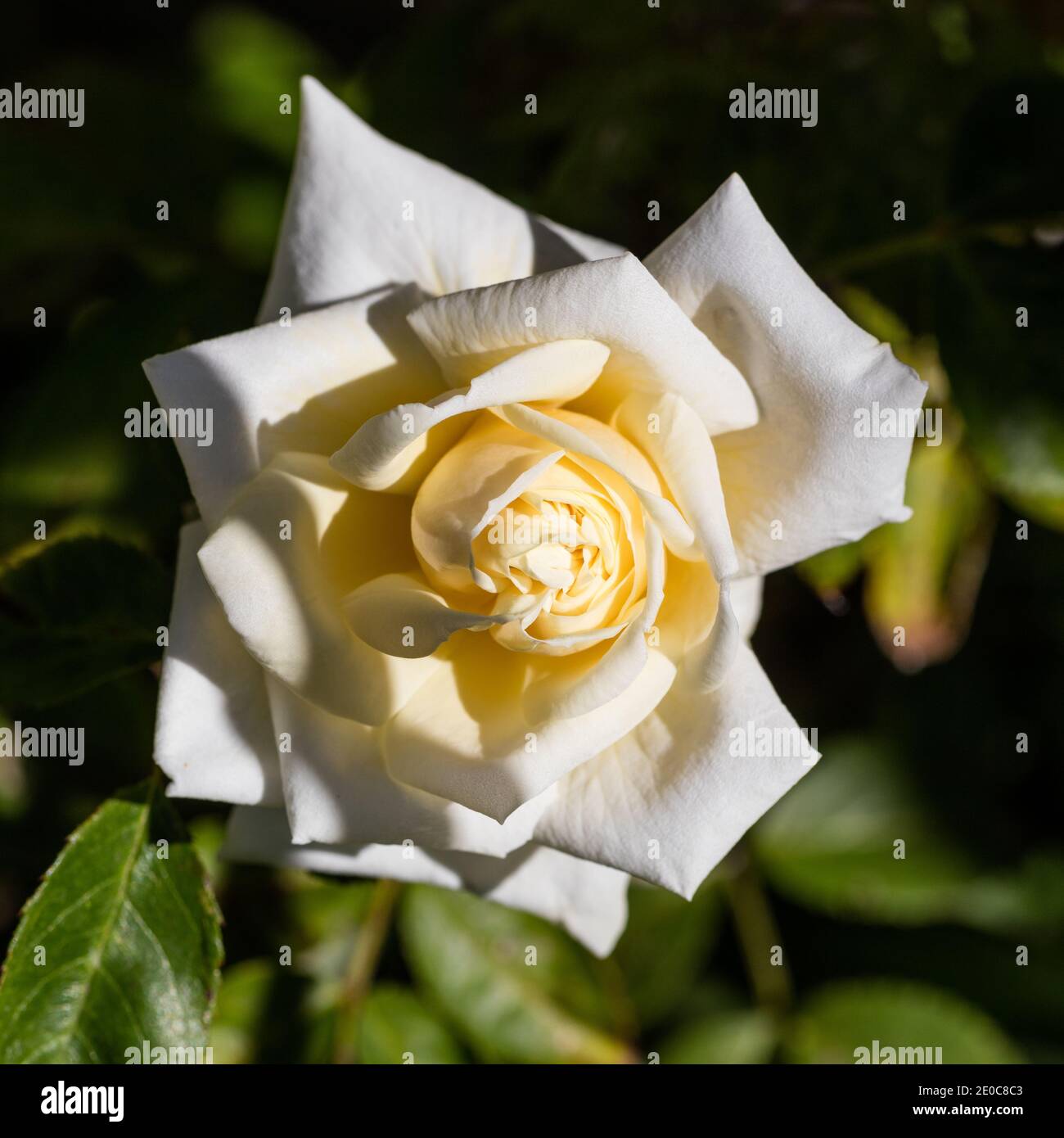 'Ilse Krohn Superior' Climbing Rose, Kordesiiros (Rosa kordesii) Stock Photo