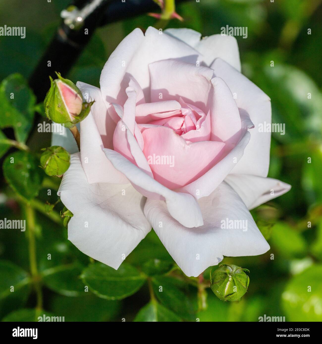 'New Dawn' Climbing Rose, Kordesiiros (Rosa kordesii) Stock Photo