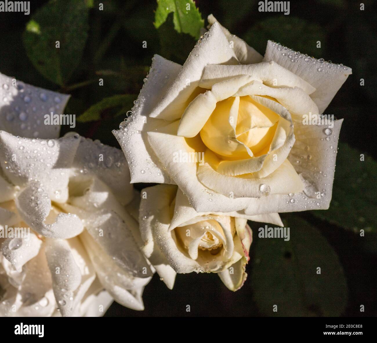 'Ilse Krohn Superior' Climbing Rose, Kordesiiros (Rosa kordesii) Stock Photo