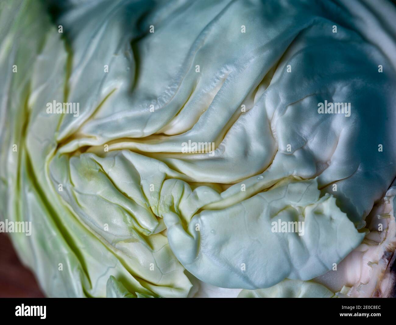 Close up of green pointed cabbage, food ingredient portrait Stock Photo