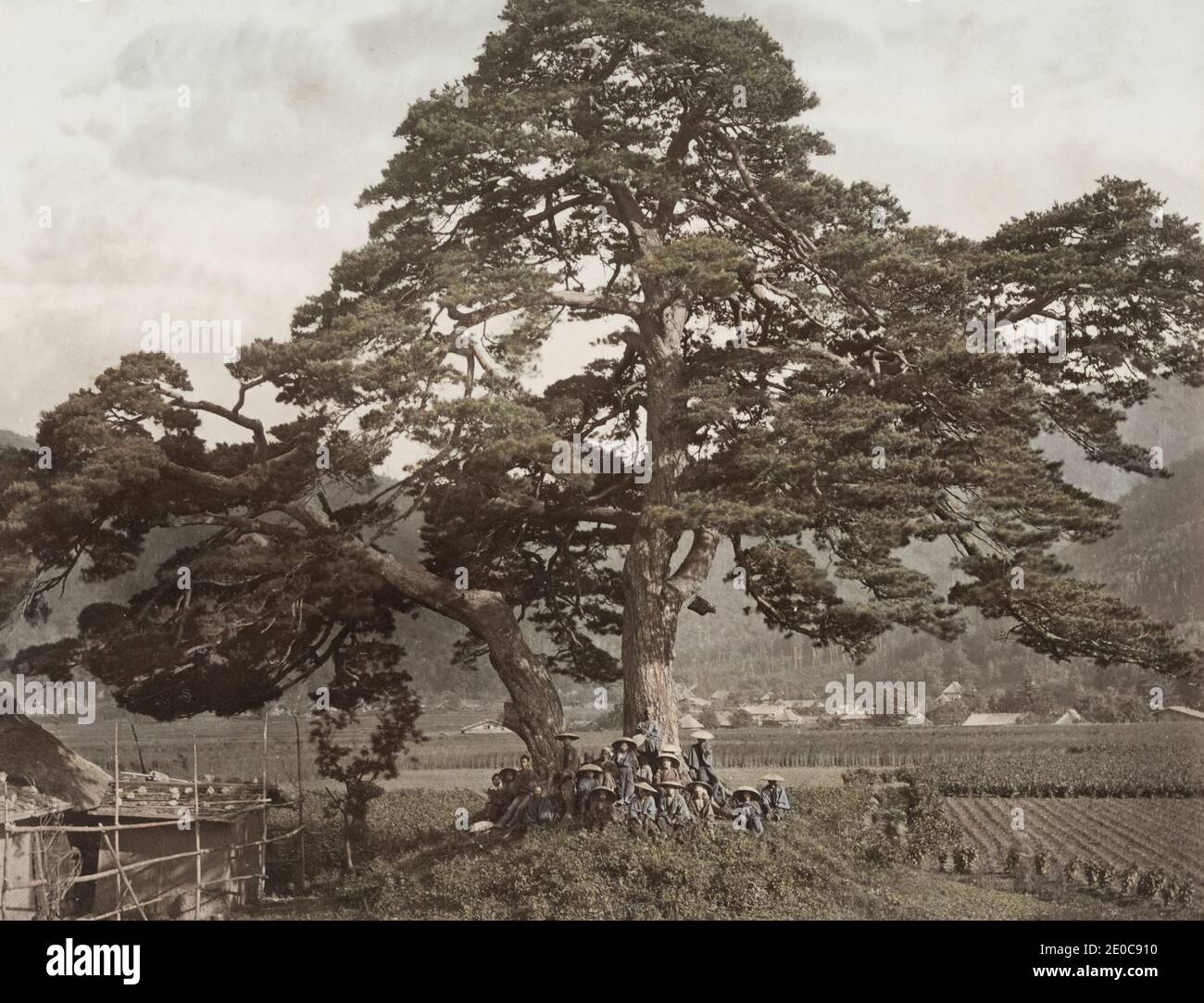 1890s Japan - Japanese Pine Tree That Looks Like a Boat