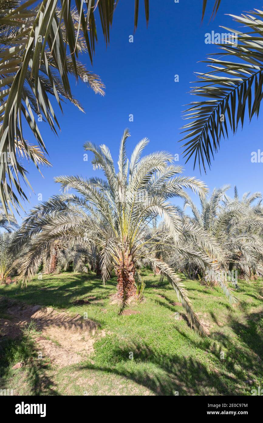Date palm trees at the Bahariya oasis, Egypt Stock Photo