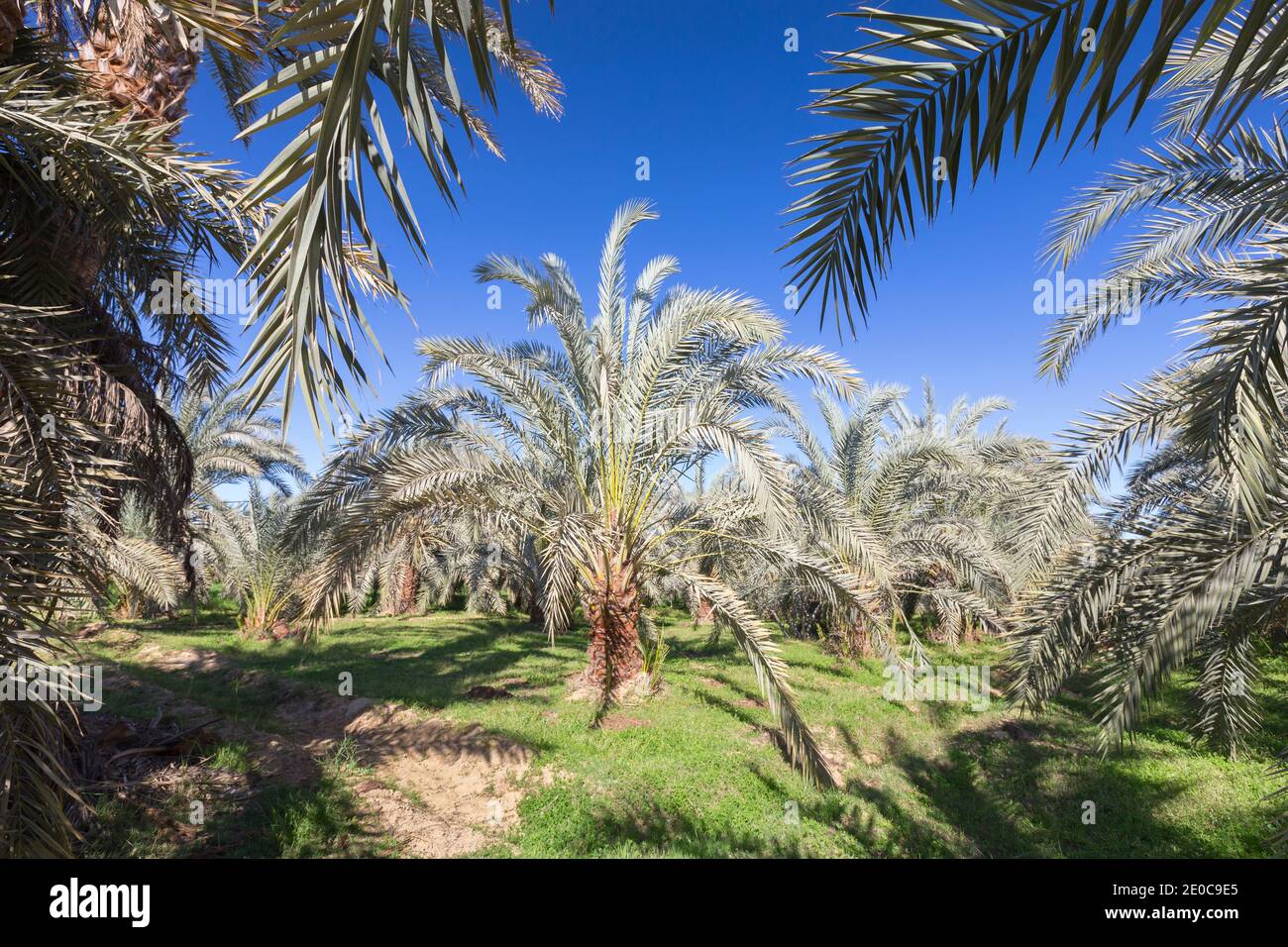 Date palm trees at the Bahariya oasis, Egypt Stock Photo Alamy