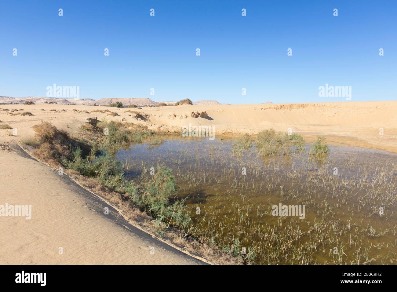 Desert water pond, Bahariya oasis, Egypt Stock Photo