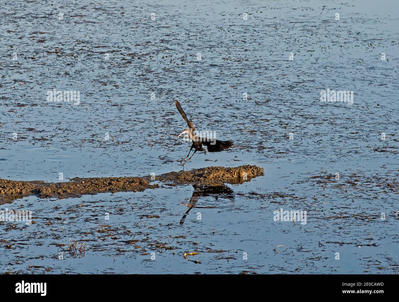 Glossy ibis Plegadis falcinellus wild bird landing on reeds in shallow water of river bank wetland marshlands Stock Photo