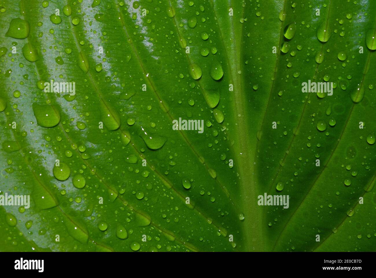 large green leaf with many after the rain drops in the summer Stock ...