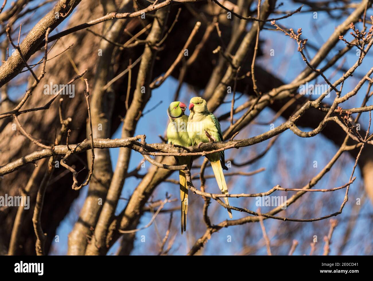 Ring-necked Parakeet (Psittacula krameri) Stock Photo