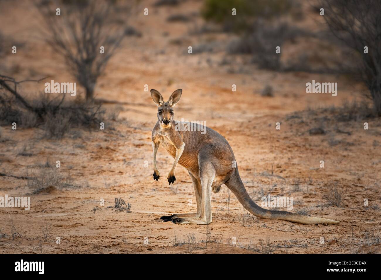 Red Kangaroo in its desert habitat. Stock Photo