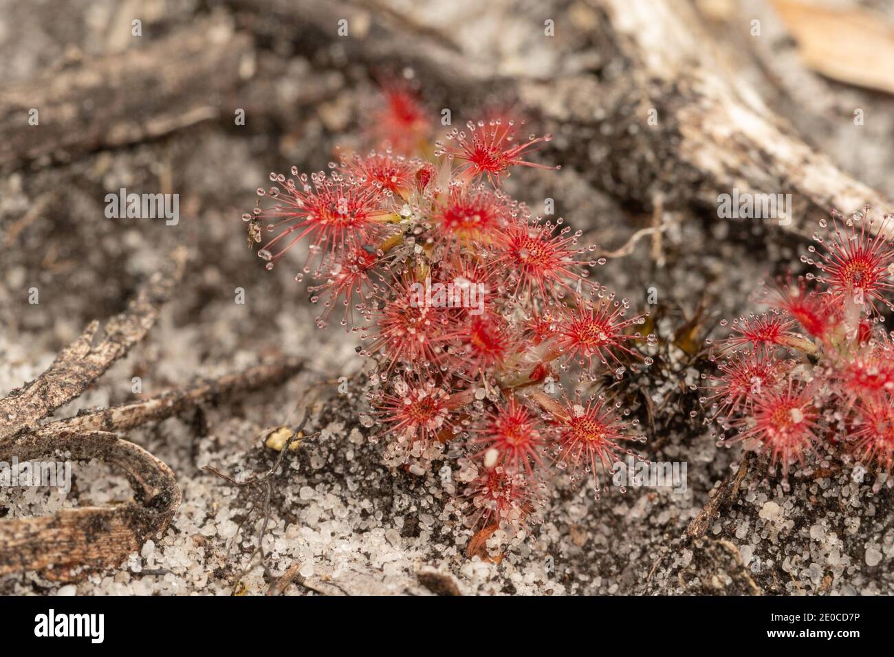 The small pygmy Sundew Drosera roseana in natural habitat seen close to Albany in Western Australia Stock Photo