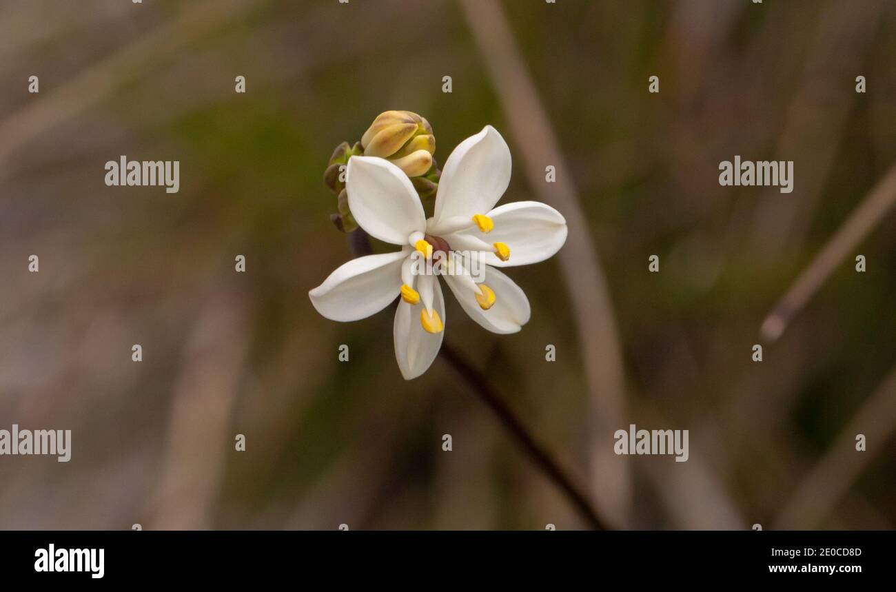 The white flower of a Burchardia found south of Albany in Western Australia Stock Photo