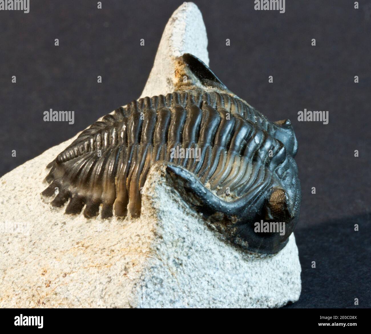 The Trilobite family was an amazingly successful early marine arthropod. The diversity of species show they adapted to many marine environments Stock Photo