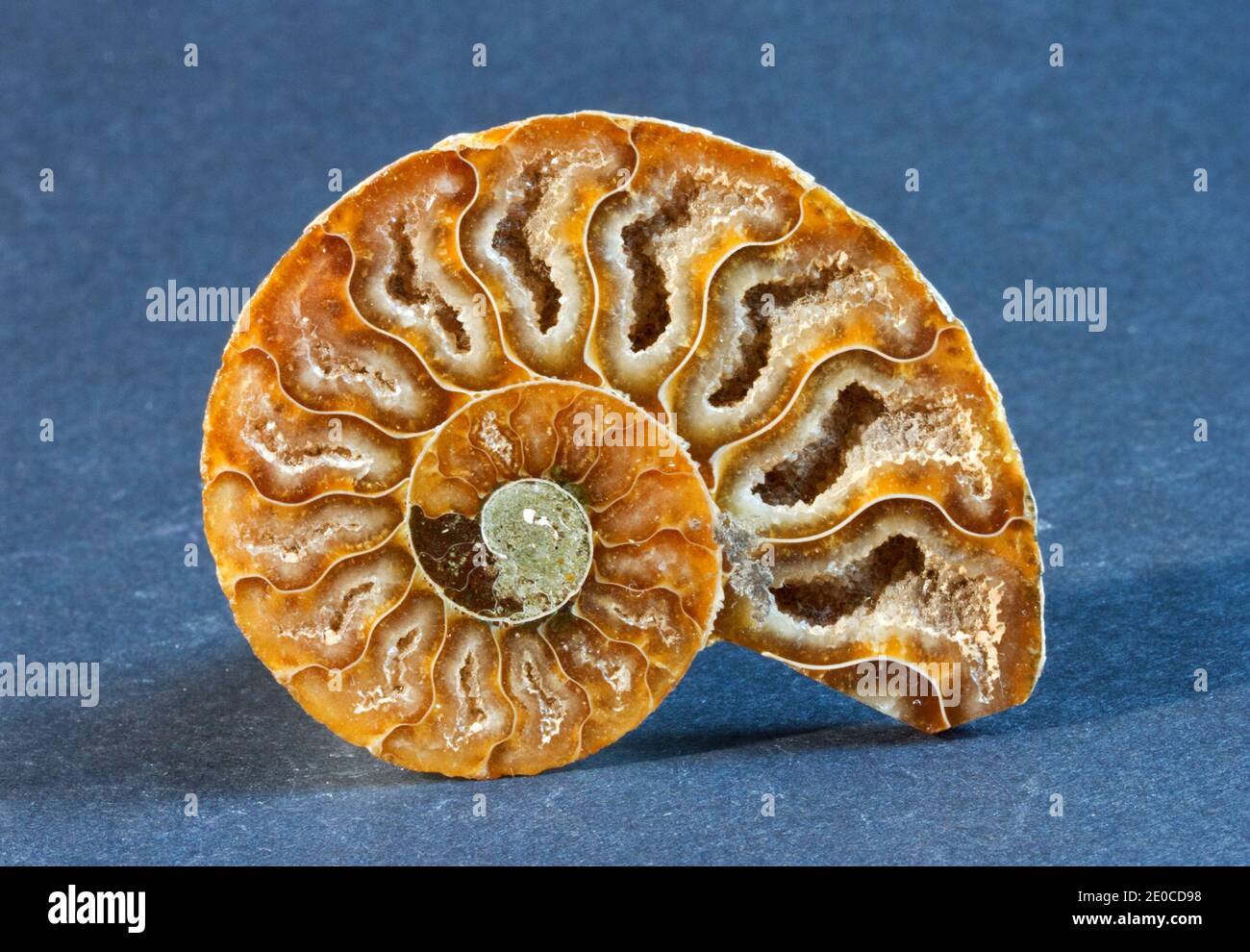The septa, or gas filled chambers that controlled the buoyancy of this extinct Ammonite during it's life 100 million years ago Stock Photo