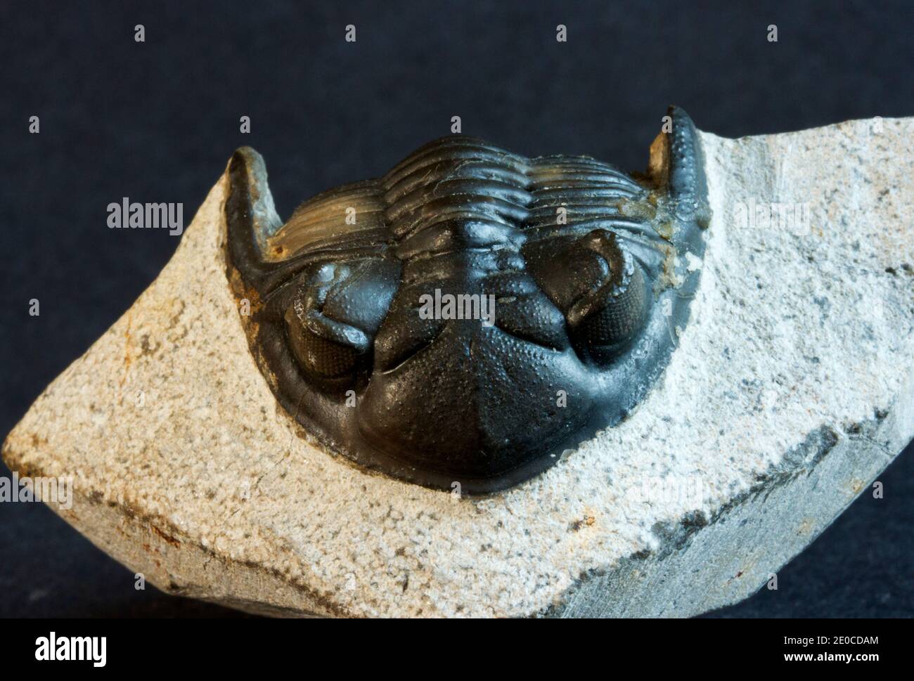The Trilobite family was an amazingly successful early marine arthropod. The diversity of species show they adapted to many marine environments Stock Photo