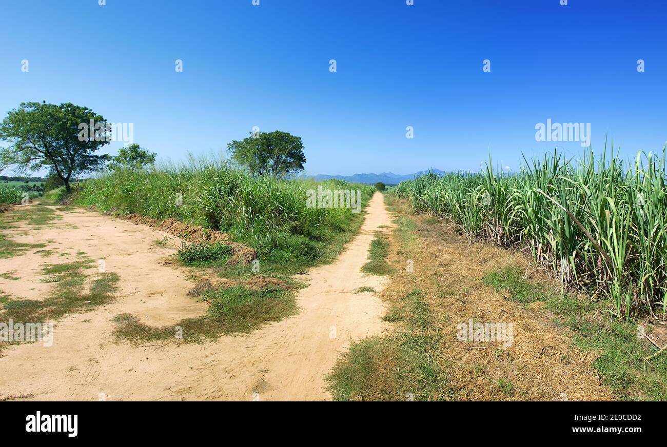 A field road runs along the edge of agricultural landings (sugar cane plantations), a fork in the road. Central plateau on the horizon. Sri lanka farm Stock Photo