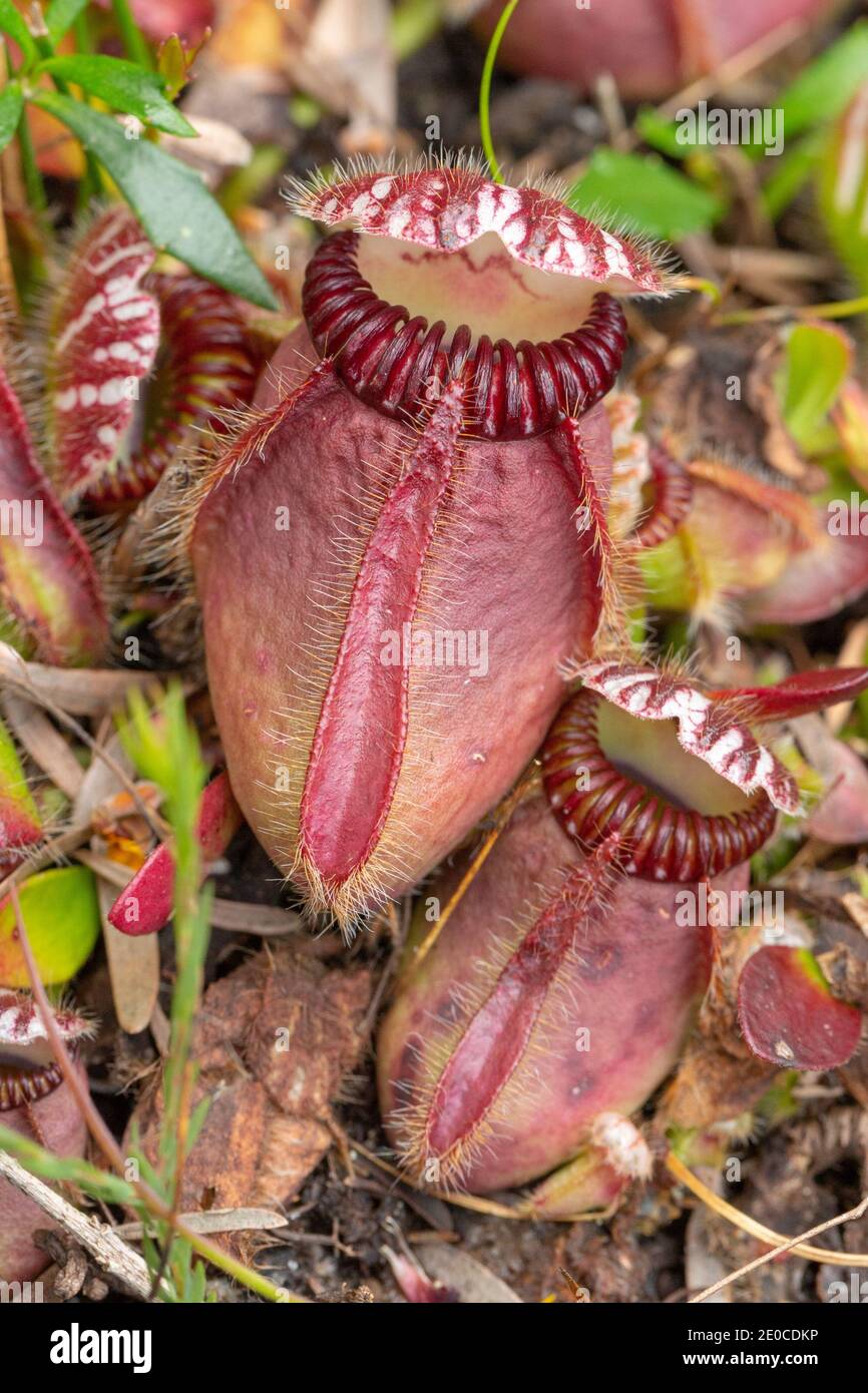 teater Plys dukke tjeneren single pitcher of the rare and endemic carnivorous plant Cephalotus  follicularis, the Albany Pitcher Plant found north of Denmark in Western  Australia Stock Photo - Alamy