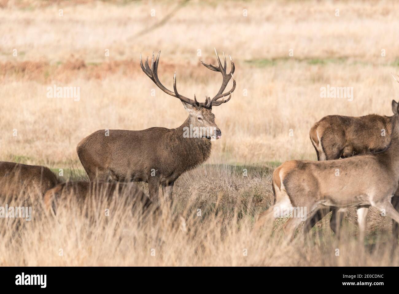 Red Deer (Cervus elaphus) stag 'tasting' the air for in heat females Stock Photo