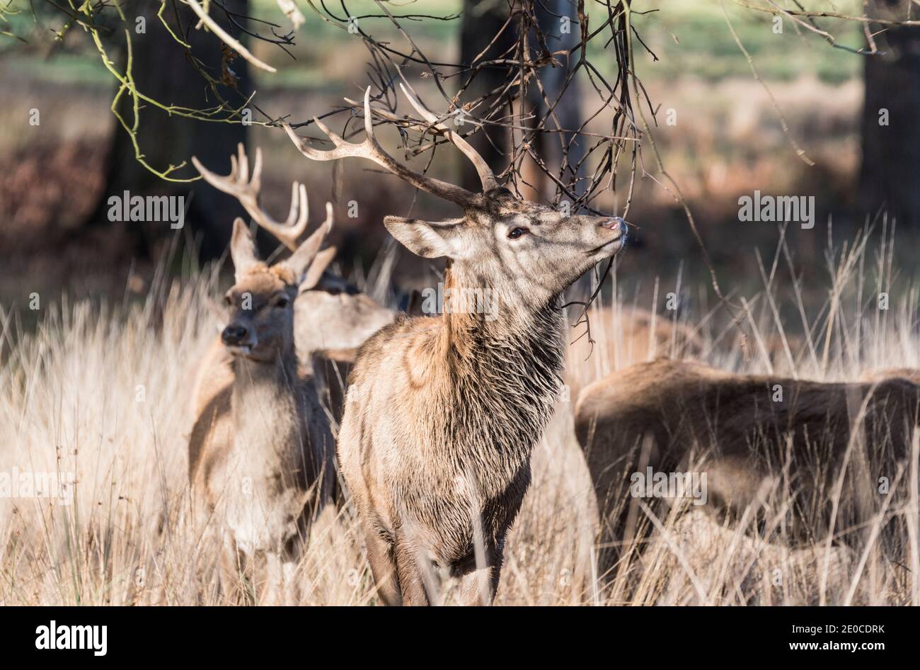 Reed Deer Stag with antlers caught in twigs Stock Photo