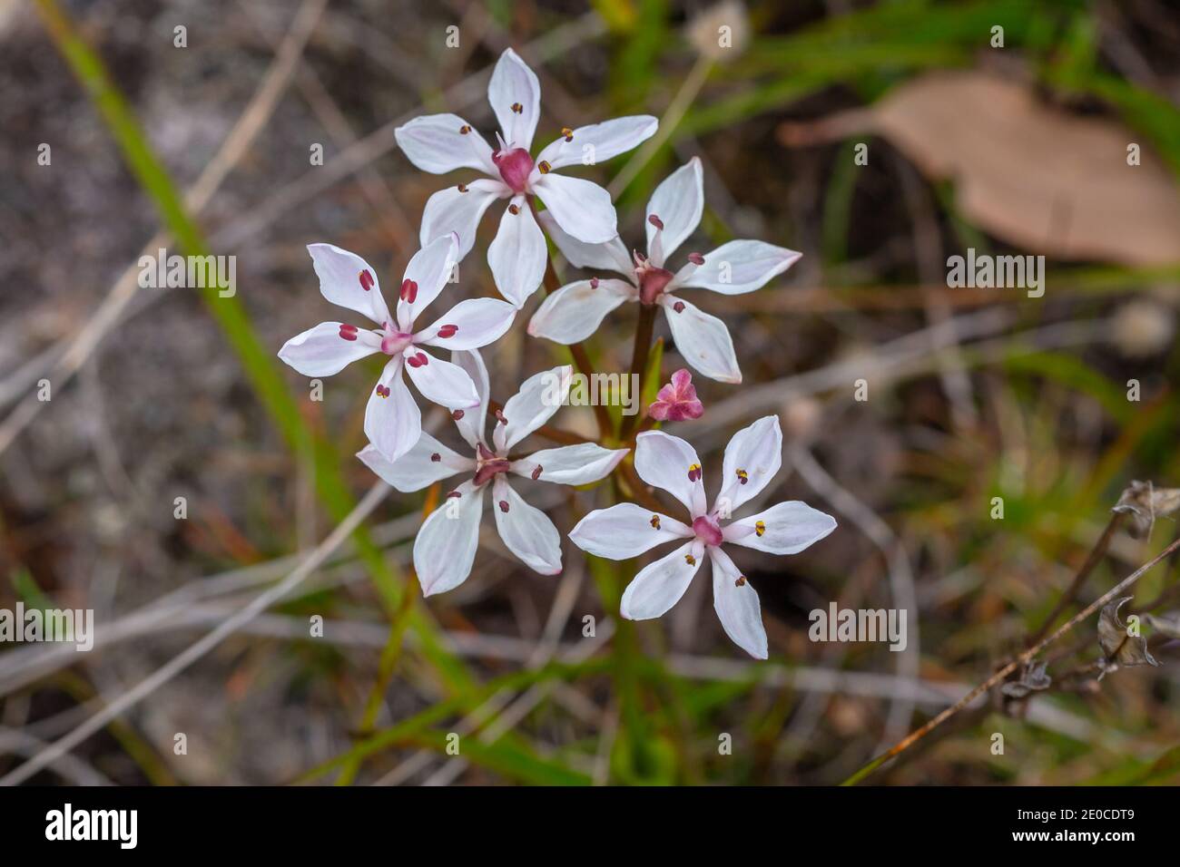 The white flower of a Burchardia sp. seen on a granite rock on the South Coast Highway west of Denmark in Western Australia Stock Photo