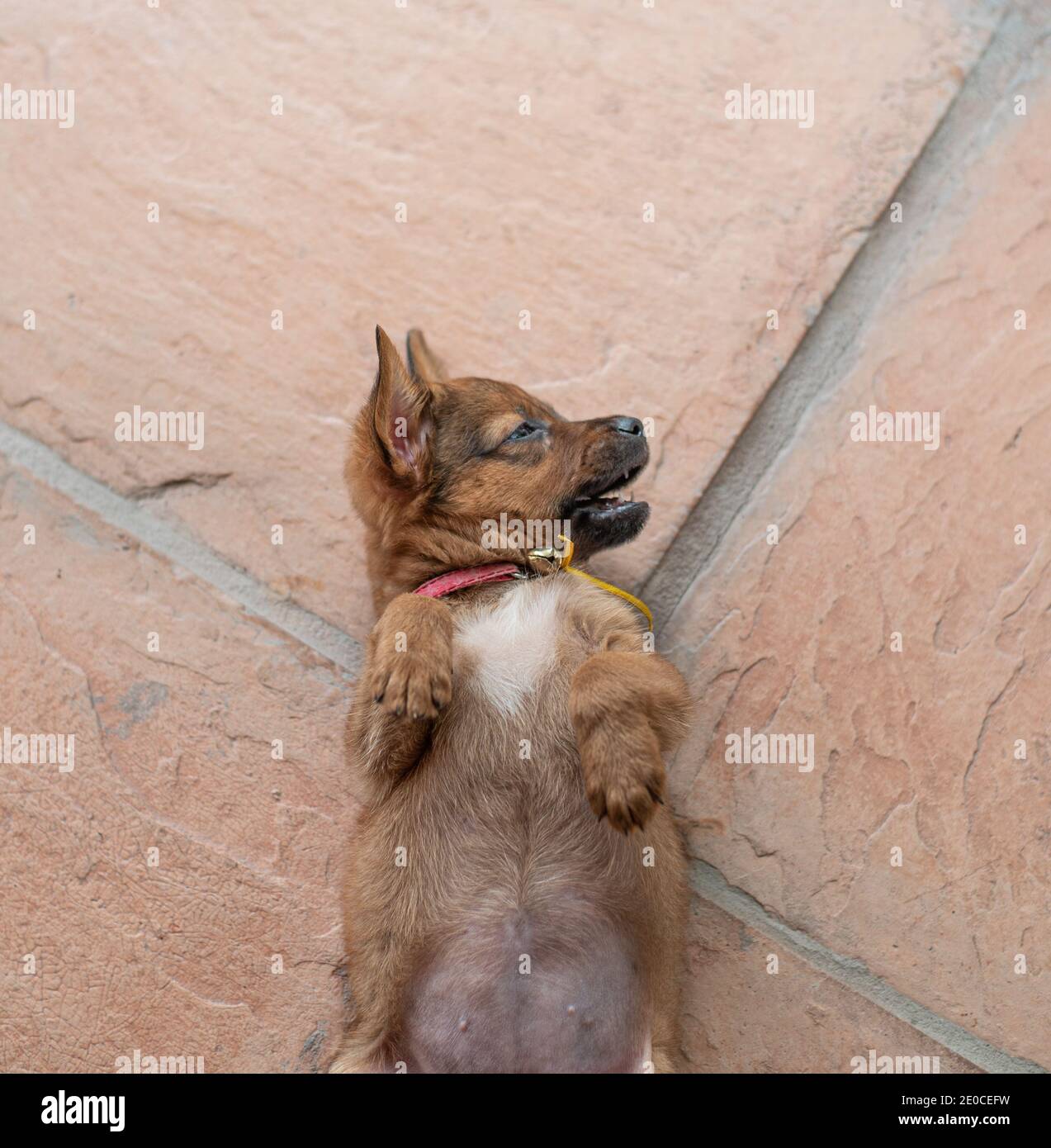 Cute puppy lying on the floor Stock Photo - Alamy