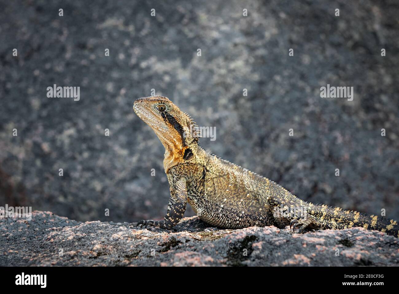 Beautifully coloured Australian Water Dragon basking well camouflaged on a rock. Stock Photo