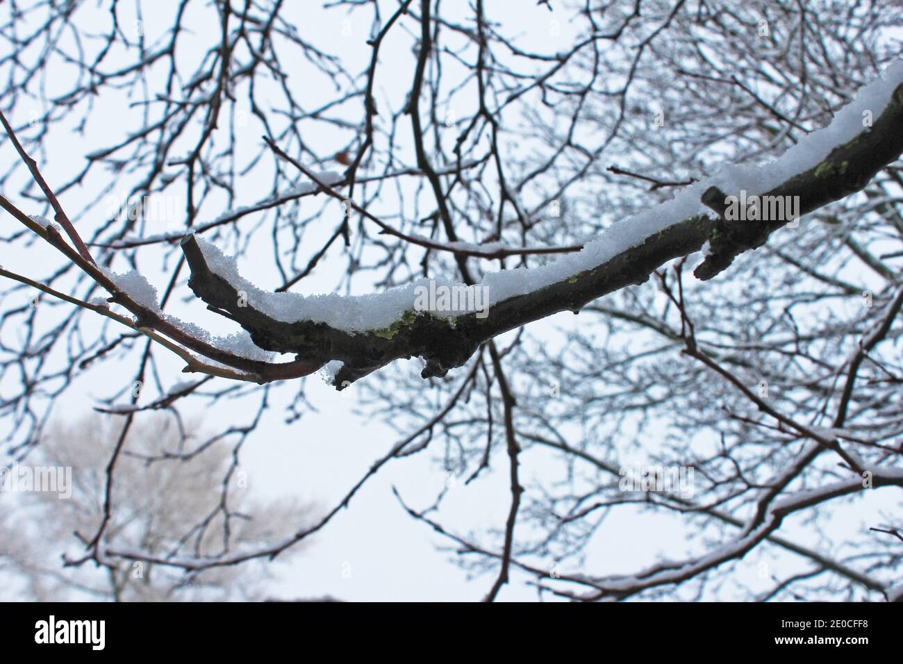 Close up snow on a branch, snow on branches, snow covered branch, snow on tree, in Manchester, England on a snowy winter day Stock Photo
