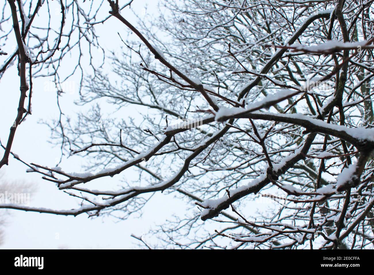 Close up snow on a branch, snow on branches, snow covered branch, snow on tree, in Manchester, England on a snowy winter day Stock Photo