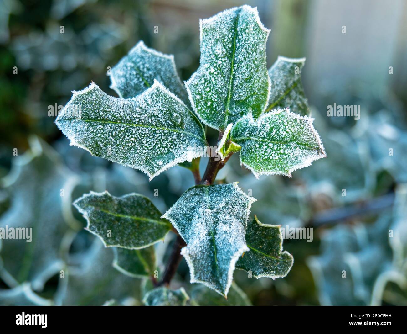 Frosty green leaves with ice crystals on a holly bush in a garden in winter Stock Photo