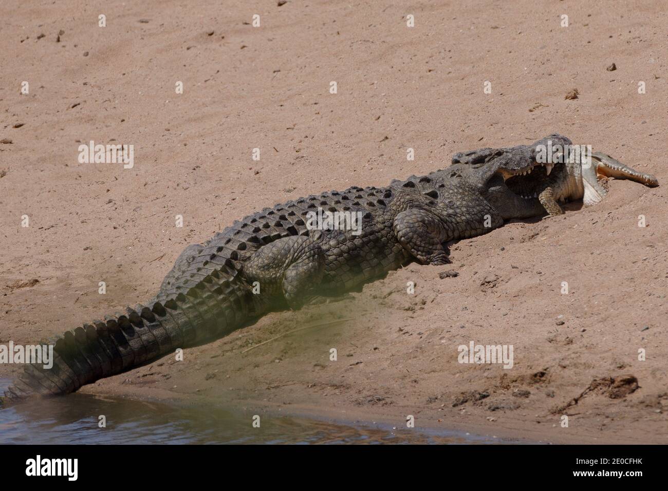 The cannibal croc makes its attach - grabbing the younger croc in between  its teeth. KRUGER NATIONAL PARK, SOUTH AFRICA: THIS CROCODILE was so hungry  Stock Photo - Alamy