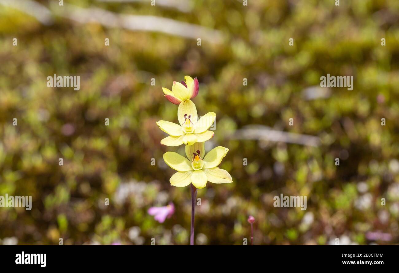 The yellow flower of the beautiful terrerstrial sun orchid Thelymitra antennifera in natural habitat close to Walpole in Western Australia Stock Photo