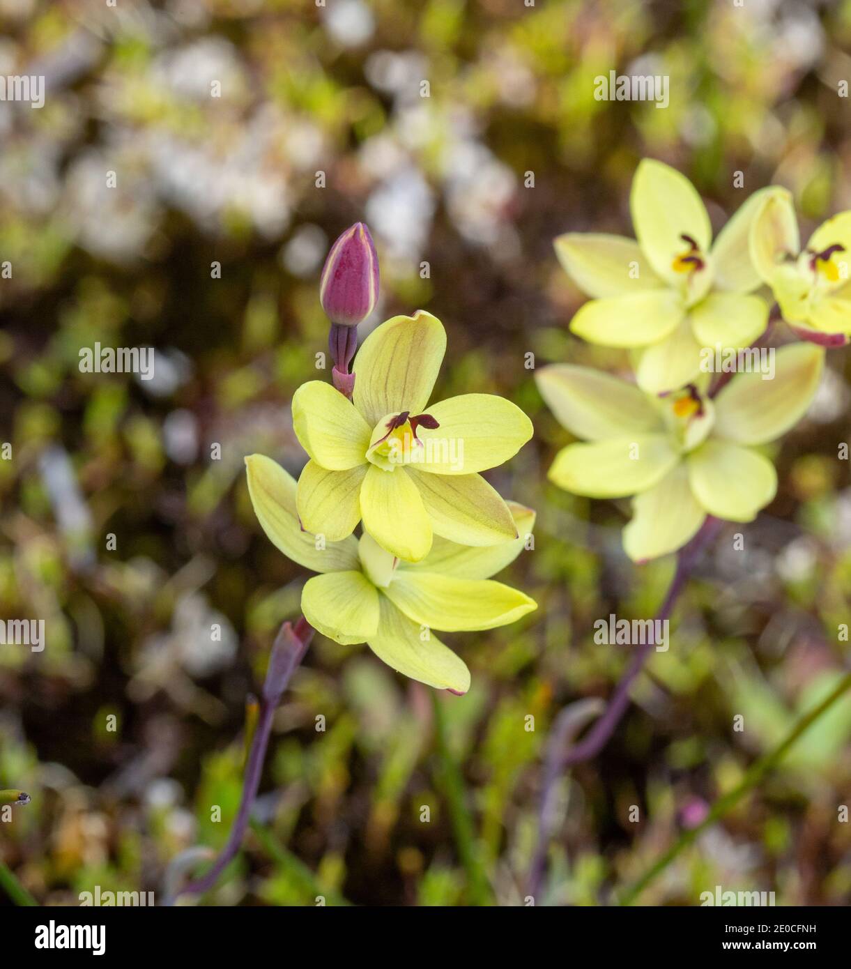 group of yellow flowers of the sun orchid Thelymitra antennifera in natural habitat close to Walpole in Western Australia Stock Photo