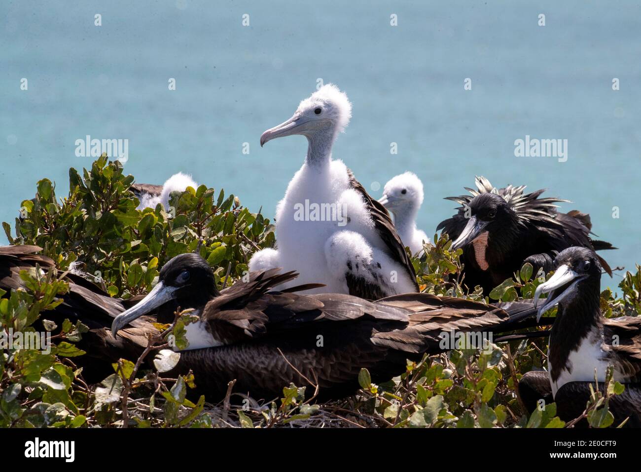 Magnificent frigatebird chicks (Fregata magnificens) with parents, Isla del Espiritu Santo, Baja California Sur, Mexico Stock Photo