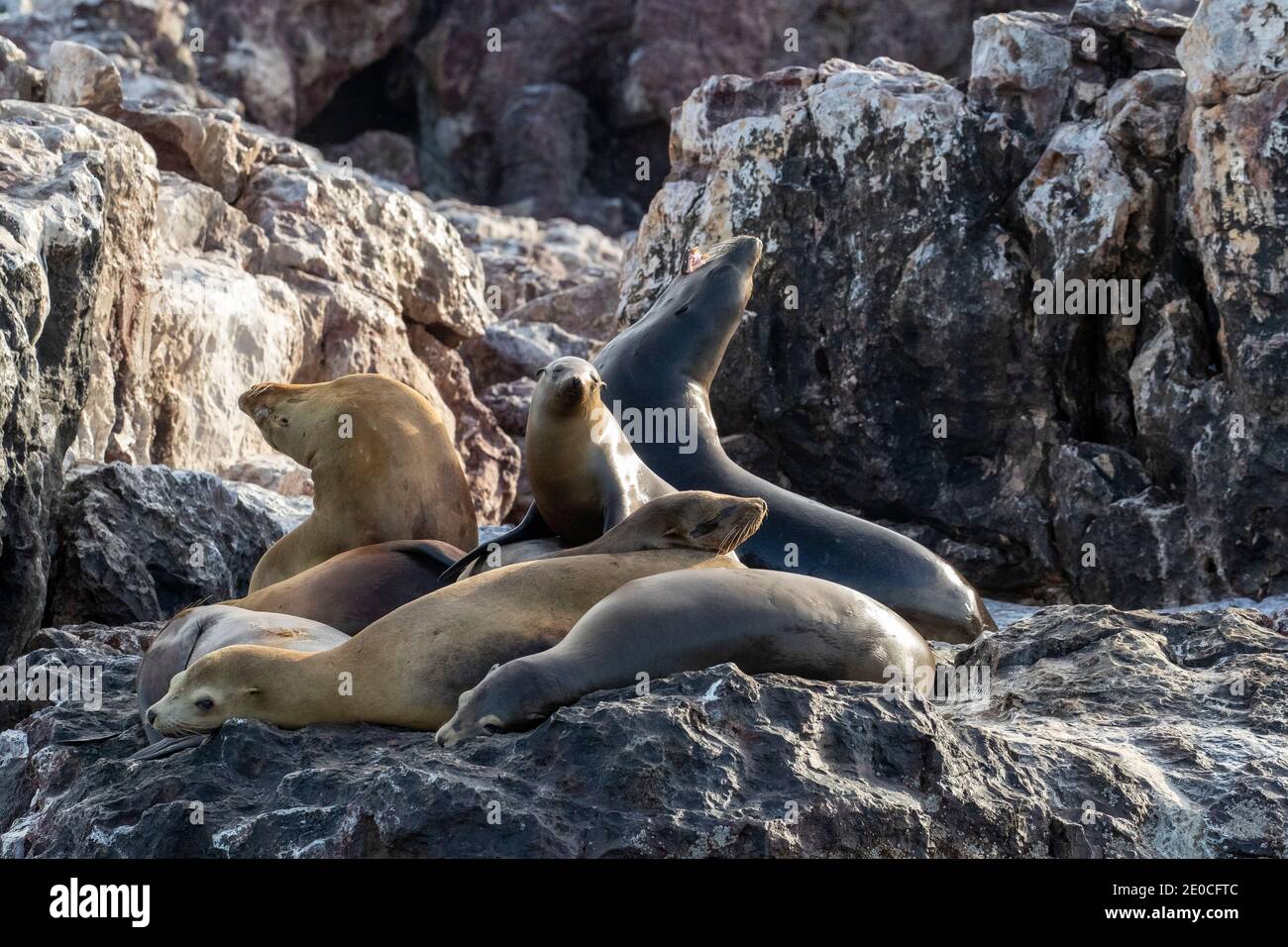 California sea lions (Zalophus californianus), at Isla San Pedro Martir, Baja California, Mexico Stock Photo
