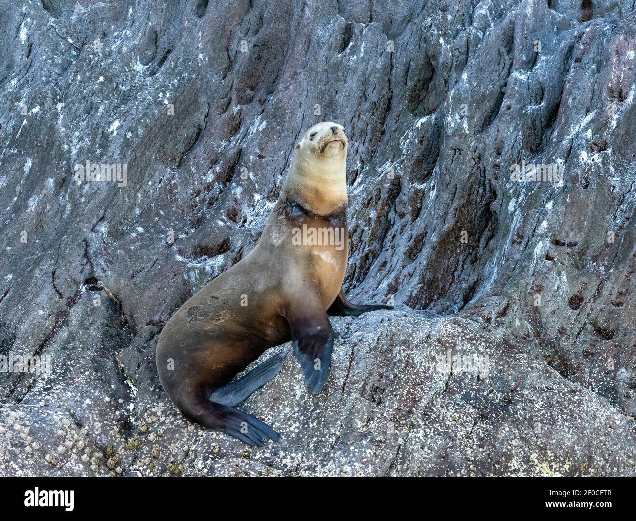 California sea lion (Zalophus californianus), with fishing net around its neck, Isla San Pedro Martir, Baja California, Mexico Stock Photo
