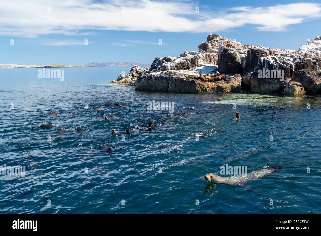 California sea lions (Zalophus californianus), near a reef in the San Jose Channel, Baja California Sur, Mexico Stock Photo