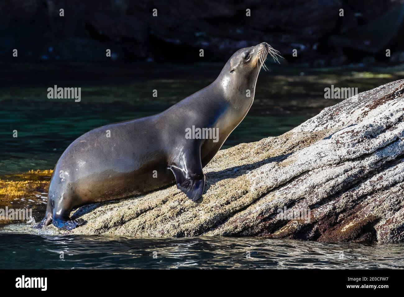 Pregnant female California sea lion (Zalophus californianus), on Los ...