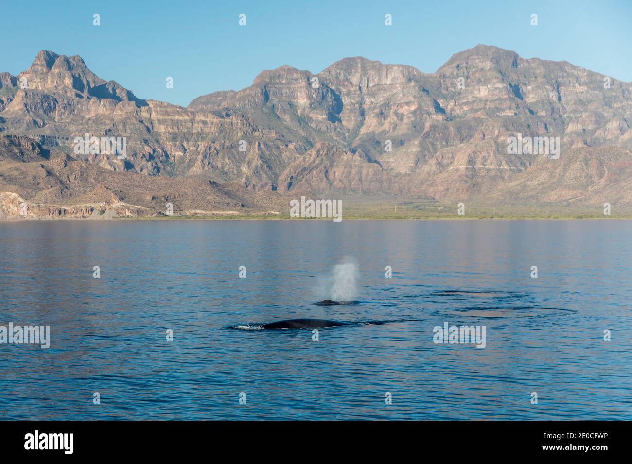Adult fin whales (Balaenoptera physalus) surfacing in Loreto Bay