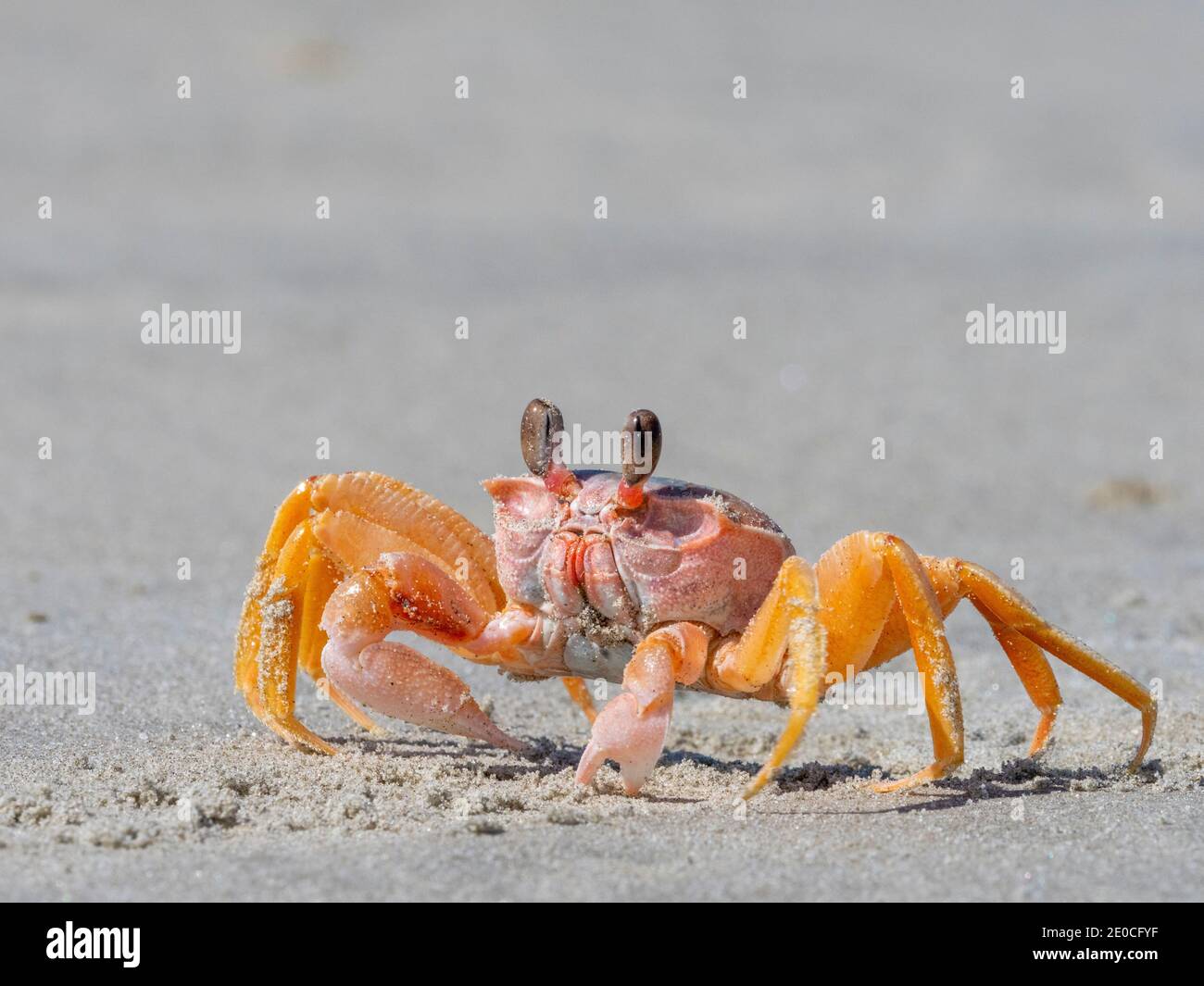 Adult ghost crab (Ocypode spp) on the beach at Isla Magdalena, Baja California Sur, Mexico Stock Photo