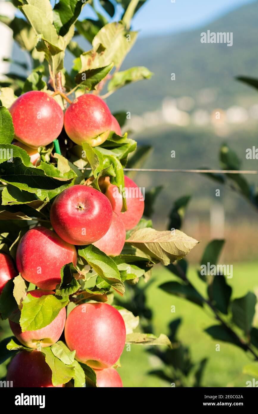 Close up of red apples in the orchard, Valtellina, Sondrio province, Lombardy, Italy, Europe Stock Photo